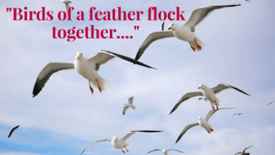 a bird of feather flock together​