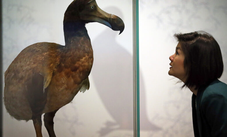 when did the dodo bird go extinct​