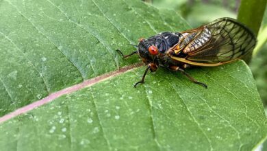 do birds eat cicadas​