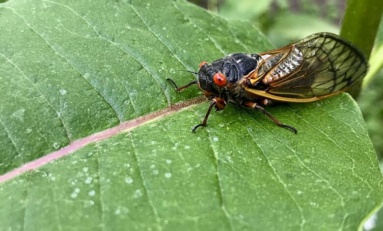 do birds eat cicadas​