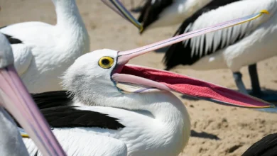 do birds have teeth​